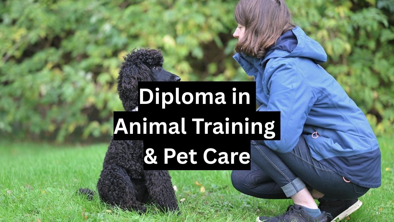 Diploma in Animal Training & Pet Care